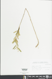 Croton linearis image