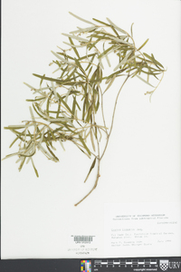 Croton linearis image