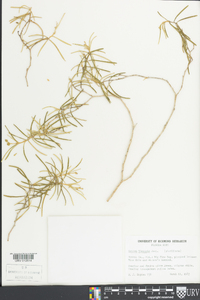 Croton linearis image