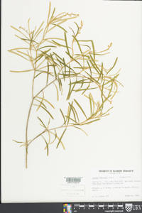 Croton linearis image