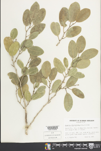 Drypetes diversifolia image