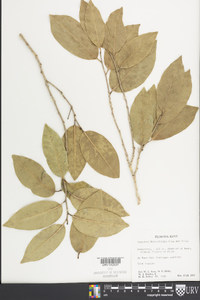 Drypetes diversifolia image