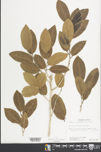 Drypetes diversifolia image