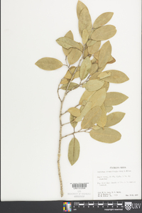 Drypetes diversifolia image