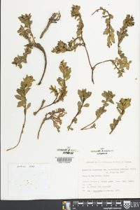Image of Euphorbia cespitosa