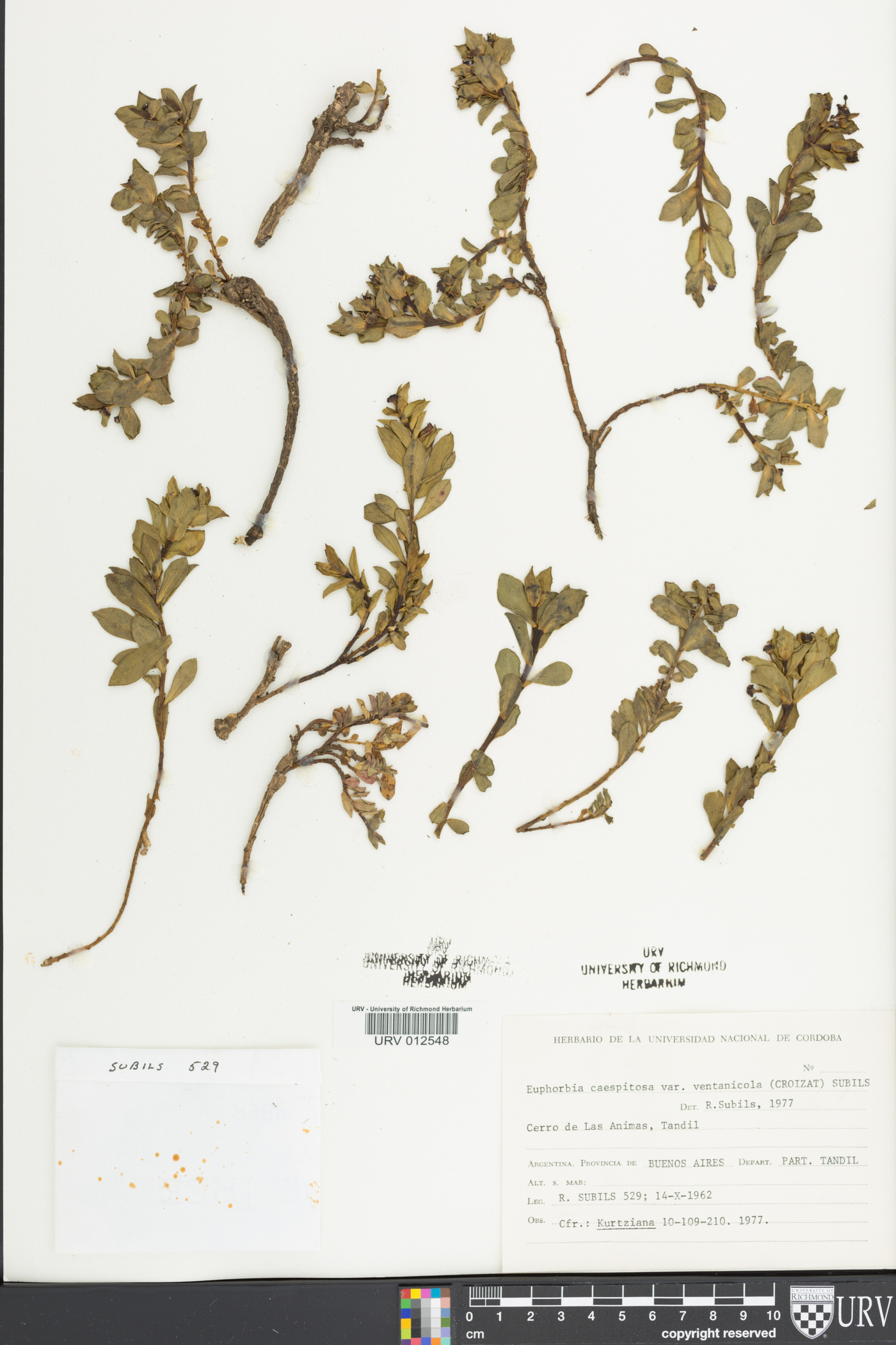 Euphorbia cespitosa image