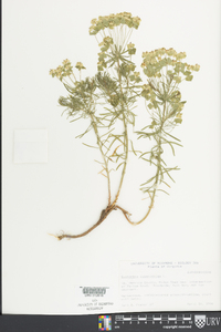 Euphorbia cyparissias image