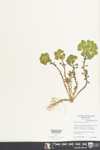 Euphorbia helioscopia image