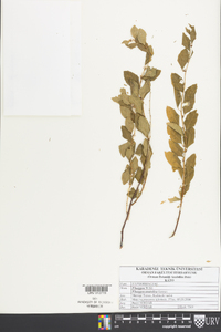 Image of Flueggea anatolica