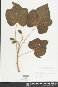 Jatropha curcas image