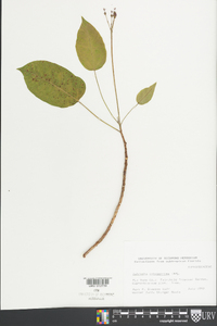 Jatropha integerrima image