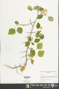 Crataegus viridis image