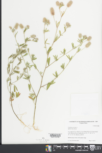 Trifolium arvense image