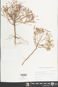 Phyllanthus abnormis image