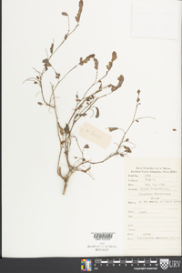 Image of Phyllanthus arenarius