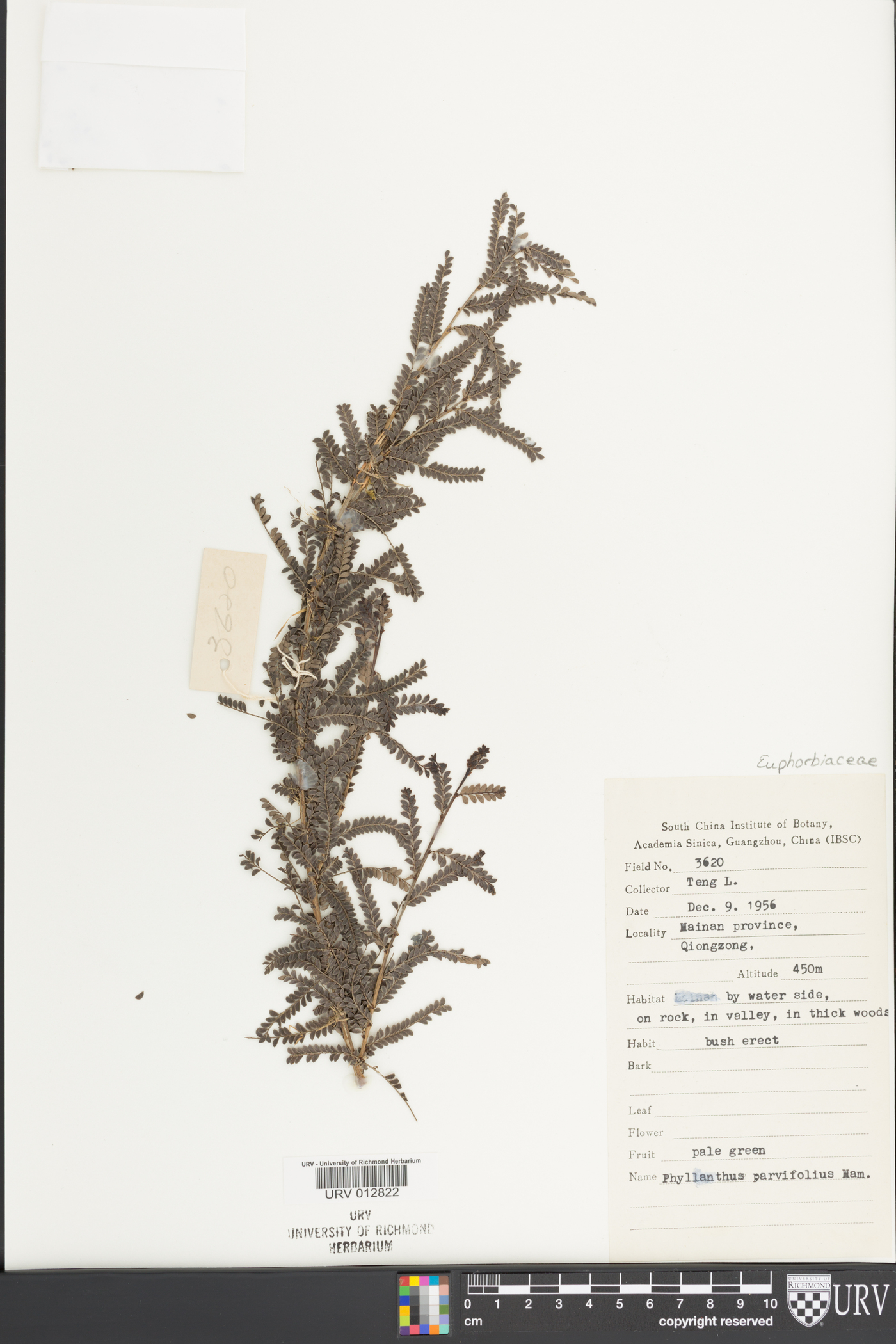 Phyllanthus parvifolius image