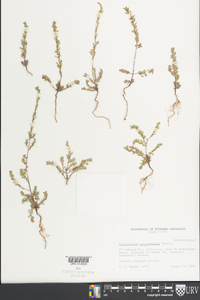 Phyllanthus polygonoides image