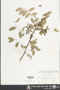 Phyllanthus reticulatus image