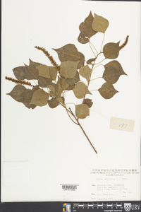 Sapium sebiferum image