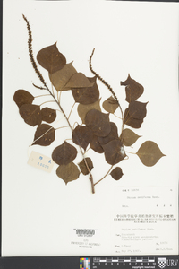 Sapium sebiferum image