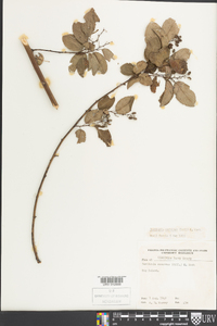 Berchemia scandens image