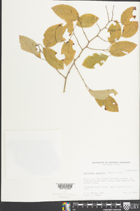 Berchemia scandens image