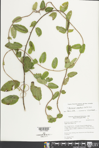 Berchemia scandens image