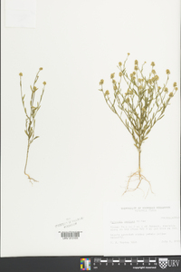 Polygala mariana image