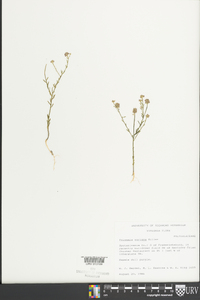 Polygala mariana image