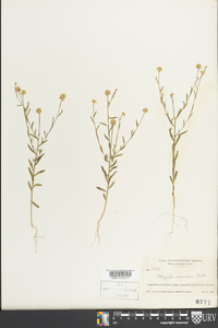 Polygala mariana image