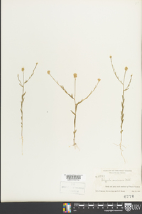 Polygala mariana image