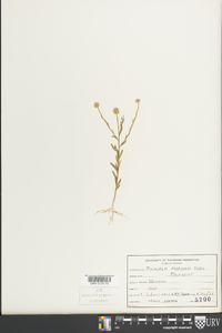 Polygala mariana image