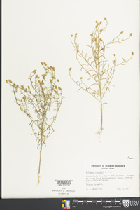 Polygala nuttallii image