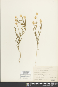 Polygala sanguinea image