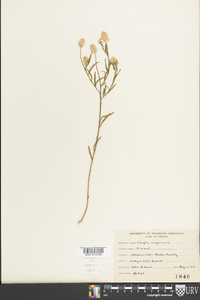 Polygala sanguinea image