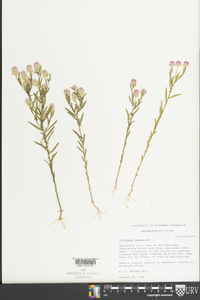 Polygala sanguinea image