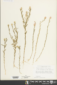 Polygala sanguinea image