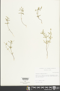 Polygala verticillata image