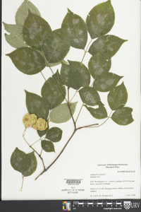 Staphylea trifolia image