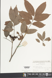 Arytera litoralis image