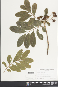 Cupania glabra image