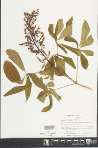 Aesculus splendens image