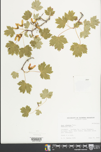 Acer glabrum image