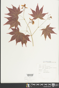 Acer palmatum image