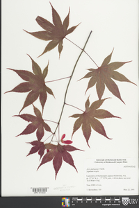 Acer palmatum image