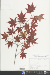 Acer palmatum image