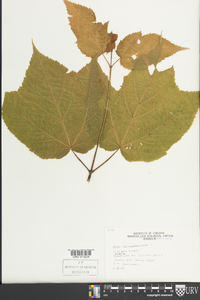 Acer pensylvanicum image