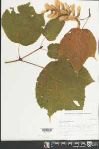 Acer pensylvanicum image