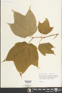 Acer pensylvanicum image