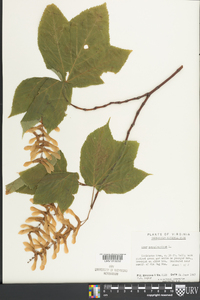 Acer pensylvanicum image